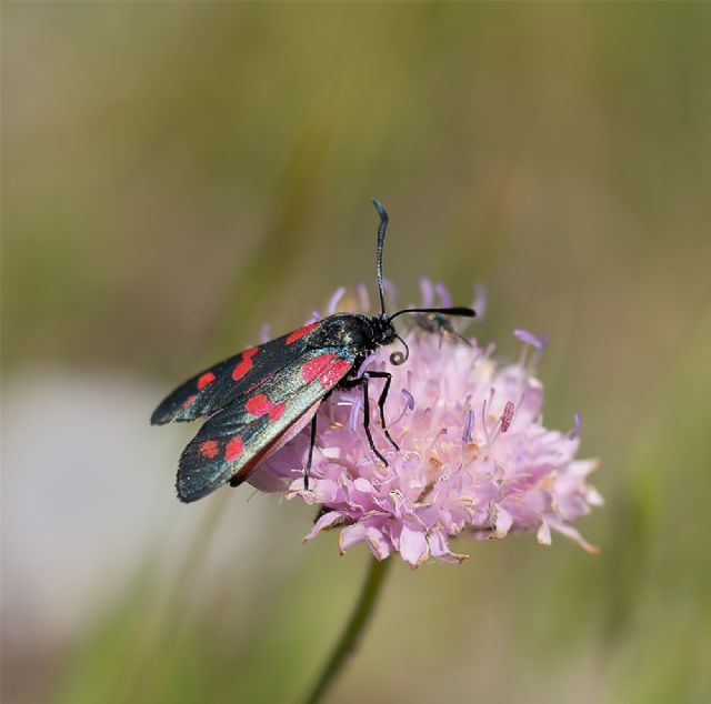 Zygaenidae: Zygaena sp., femmina